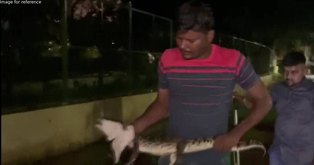 Crocodiles enter residential areas in Vadodara due to heavy rainfall